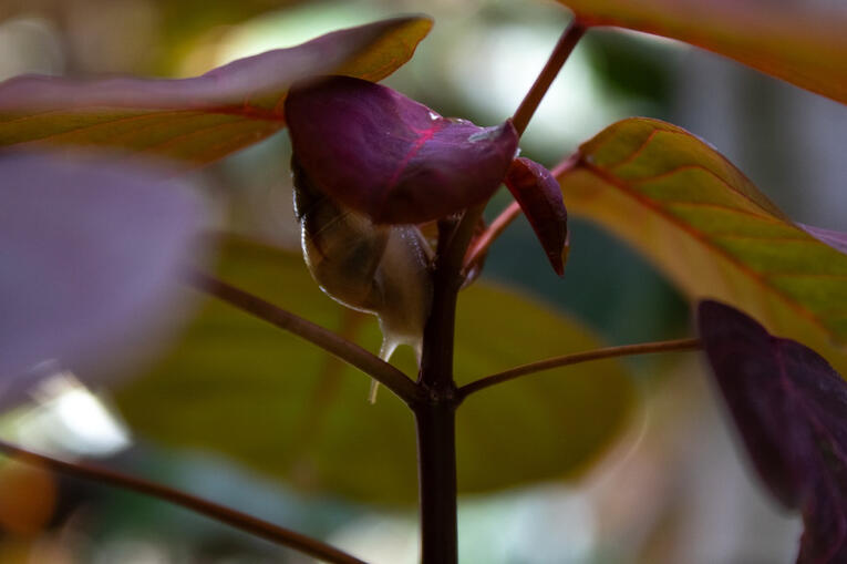 Caracol