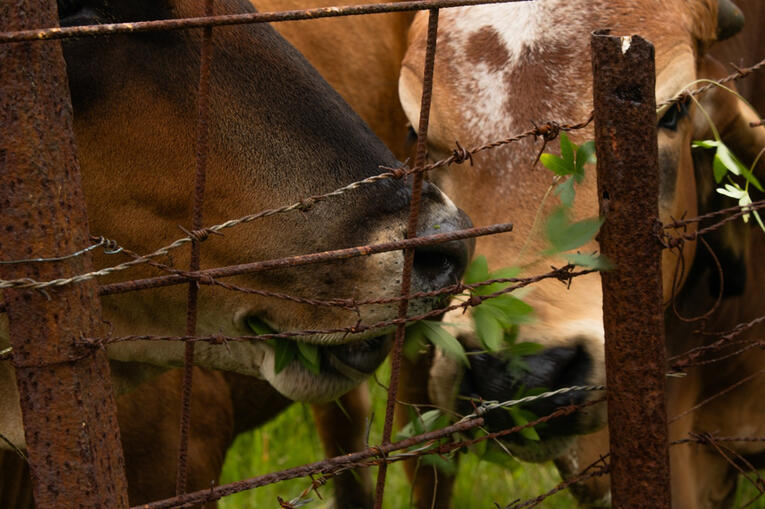 Vacas comiendo