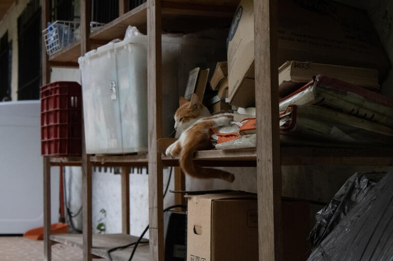 Gato