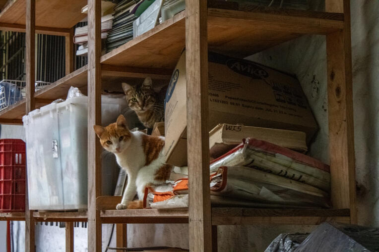Gatos