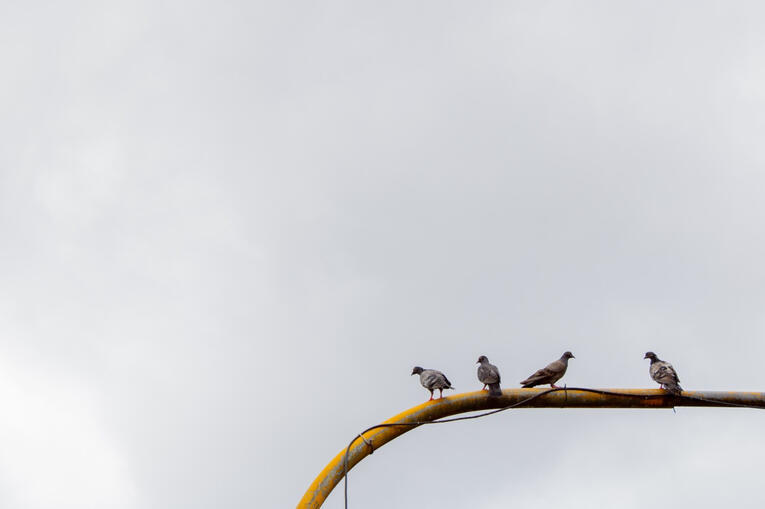 Palomas
